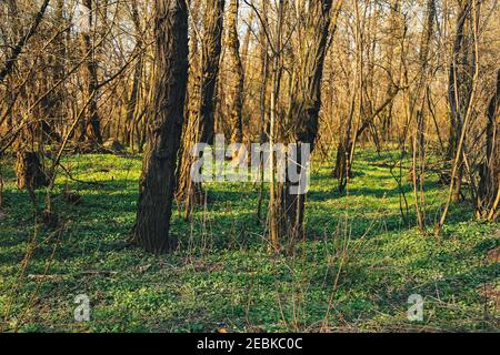 Arbres de forêt avec la lumière du soleil qui coule à travers les branches d'arbres au coucher du soleil Dans les bois Banque D'Images