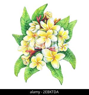 Gros plan de la station tropicale fleurs frangipani (plumeria, Plumeria rubra). Aquarelle dessin à la main illustration isolée sur fond blanc. Banque D'Images