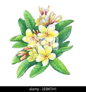 Gros plan de la station tropicale fleurs frangipani (plumeria, Plumeria rubra). Aquarelle dessin à la main illustration isolée sur fond blanc. Banque D'Images