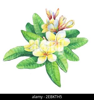 Gros plan de la station tropicale fleurs frangipani (plumeria, Plumeria rubra). Aquarelle dessin à la main illustration isolée sur fond blanc. Banque D'Images