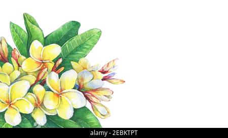 Carte de voeux avec fleurs tropicales frangipani (plumeria, Plumeria rubra).Aquarelle dessin à la main illustration de peinture isolée sur fond blanc. Banque D'Images