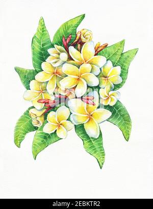 Gros plan de la station tropicale fleurs frangipani (plumeria, Plumeria rubra). Aquarelle dessin à la main illustration isolée sur fond blanc. Banque D'Images