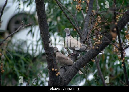 La colombe à collet eurasien (Streptopelia decaocto) perçant sur une branche d'arbre Banque D'Images