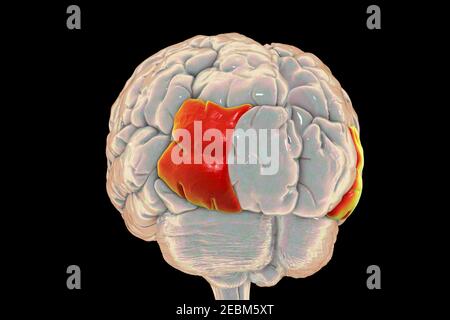 Cerveau avec gyrus occipital latéral mis en évidence, illustration Banque D'Images