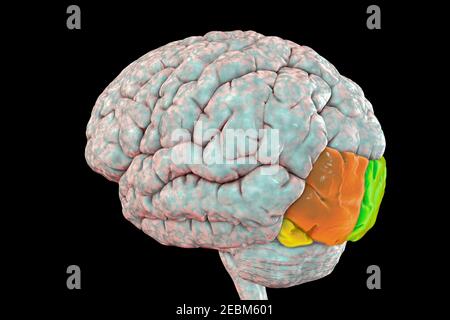 Cerveau humain avec gyri occipital mis en évidence, illustration Banque D'Images