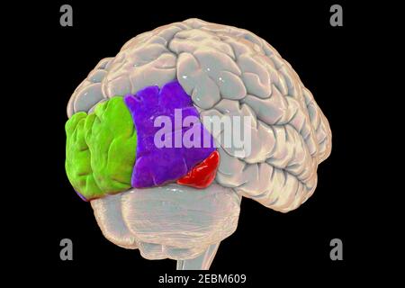 Cerveau humain avec gyri occipital mis en évidence, illustration Banque D'Images