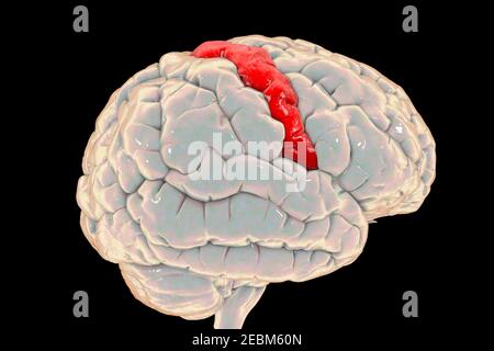 Cerveau humain avec gyrus précentrique mis en évidence, illustration Banque D'Images