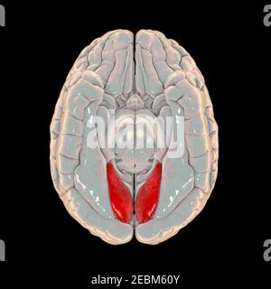 Cerveau humain avec gyrus lingual mis en évidence, illustration Banque D'Images