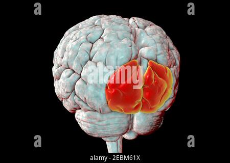 Cerveau mettant en évidence le gyrus occipital supérieur, illustration Banque D'Images