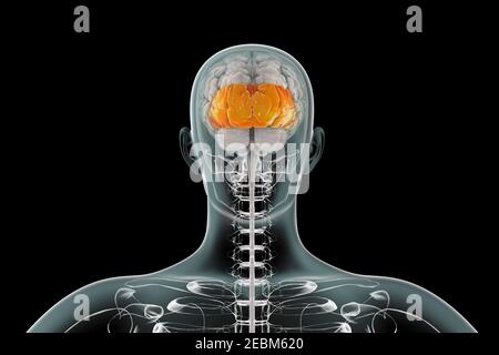 Cerveau humain avec lobes occipitaux surlignés, illustration Banque D'Images