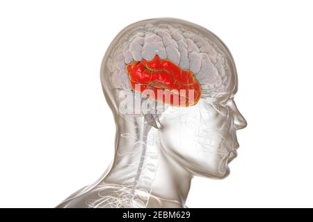 Cerveau humain avec lobe temporal mis en évidence, illustration Banque D'Images