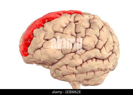 Cerveau avec gyrus frontal supérieur mis en évidence, illustration Banque D'Images