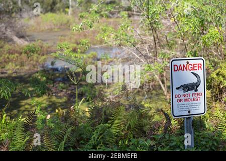 Un panneau à côté d'une zone marécageuse à Largo, Floride, avertissant les gens de ne pas nourrir ou moler les alligators. Banque D'Images