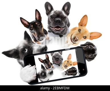 groupe d'équipe de chiens prenant un selfie isolé sur fond blanc, sourire et bonne photo Banque D'Images