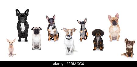 groupe d'équipe de chiens prenant un selfie isolé sur fond blanc, sourire et bonne photo Banque D'Images