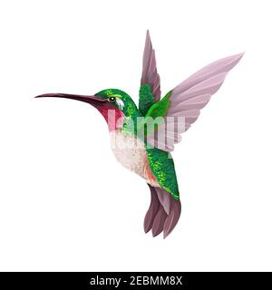 Colibris isolés. Imprimé vectoriel tendance Illustration de Vecteur