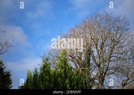 Gros plan des arbres contre le ciel bleu. Perroquets verts colorés perçant sur des branches d'arbre sans feuilles. Banque D'Images