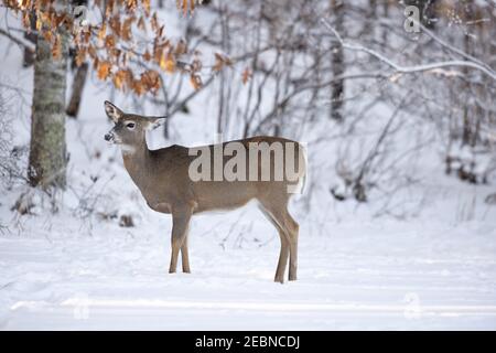 Le cerf doe dans le nord du Wisconsin. Banque D'Images