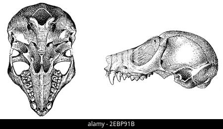 Crâne de Nycticebus pygmaeus. Banque D'Images