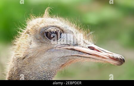 Oiseau sans vol d'émeu en australie. Banque D'Images