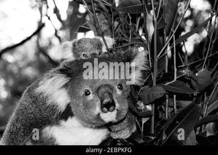 exceptionnellement koala qui aime manger des pommes et enseigne bébé pour le manger aussi Banque D'Images
