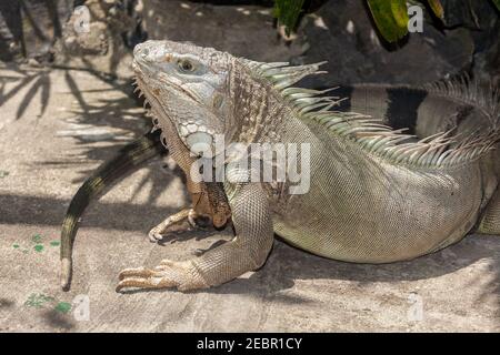 les guanes peuvent avoir une longueur de 1.5 à 1.8 mètres (5 à 6 pi), y compris leur queue. Les deux espèces de lézard du genre Iguana possèdent un dewla Banque D'Images