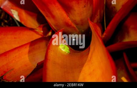 Grenouille d'arbre verte dans un Aechmea blanchetiana ou Blanchet's Aechmea est un broméliade originaire du Brésil. Banque D'Images