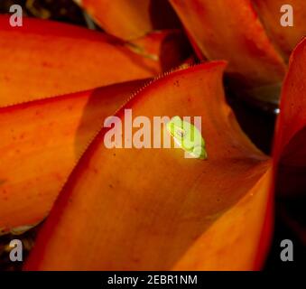 Grenouille d'arbre verte dans un Aechmea blanchetiana ou Blanchet's Aechmea est un broméliade originaire du Brésil. Banque D'Images