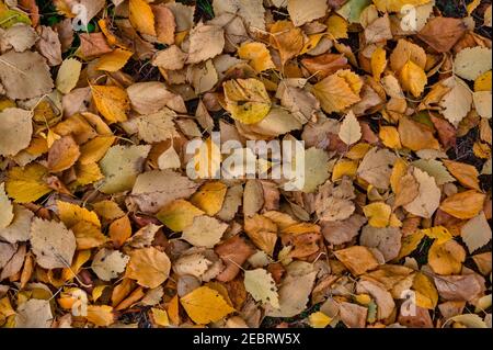 Belles feuilles d'orange déchue, vue de dessus Banque D'Images