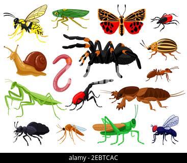 Insectes de dessin animé. Bois et jardin insectes mignons, papillon, chenille, araignée, coccinelle et guêpe. Insectes insectes mascottes vecteur d'illustration ensemble Illustration de Vecteur