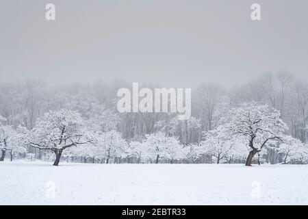 Verger de pommes dans la neige d'hiver Banque D'Images