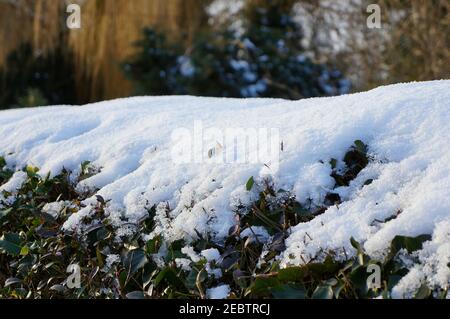 Gros plan sur une haie de jardin enneigée en hiver soleil Banque D'Images