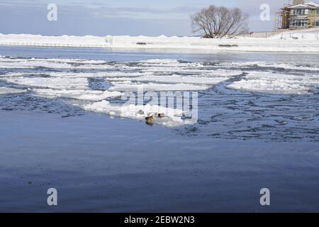 Grand Haven, Michigan, février 2021, paysage d'hiver, ICES dans l'eau, canards Banque D'Images