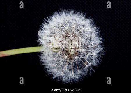 Taraxacum de la famille des Asteraceae, pissenlits. Le genre est originaire d'Eurasie et d'Amérique du Nord, sont comestibles dans leur dent-de-l français de entirety.from Banque D'Images