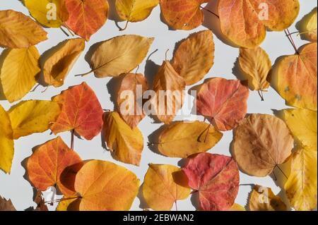 Feuilles mortes sur fond blanc Banque D'Images