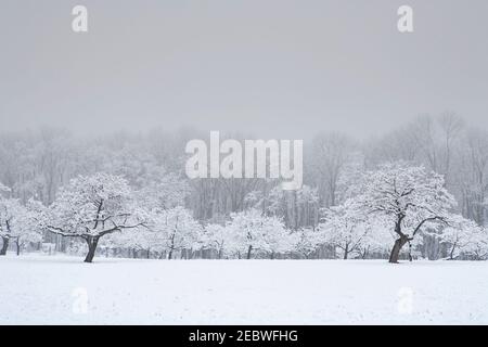 Verger de pommes dans la neige d'hiver Banque D'Images