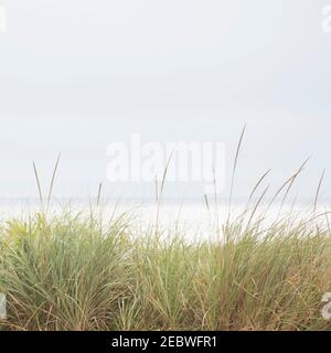 L'herbe sur dunes Banque D'Images