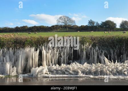 Pett Level, près de Hastings, East Sussex, Angleterre. Royaume-Uni 12 février 2021. Météo au Royaume-Uni : un gel dur et une brise crue ont provoqué la formation de glaces dans le hedgerow le long de la route Pett Level près de Hastings. Le bureau met a enregistré la nuit la plus froide depuis 1995. Crédit : ParkerPhotography/Alamy News Banque D'Images