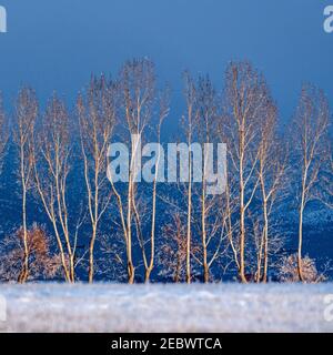 États-Unis, Idaho, Bellevue, arbres en paysage d'hiver Banque D'Images