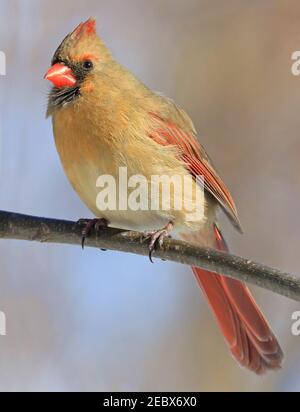 Northern Cardinal femme assise sur une succursale en hiver, Québec, Canada Banque D'Images