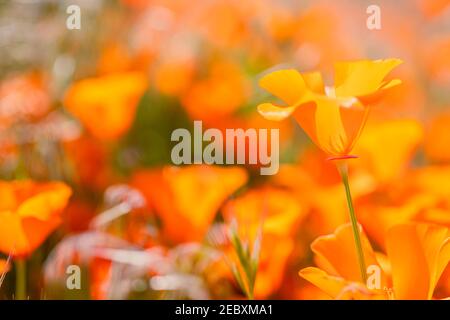 Dans les régions chaudes de l'été, les coquelicots fleurissent au printemps et au début de l'été. Les coquelicots de Californie fleurissent dans Antelope Valley California Poppy Reserve SNR. Banque D'Images