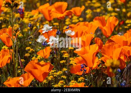 Dans les régions chaudes de l'été, les coquelicots fleurissent au printemps et au début de l'été. Les coquelicots de Californie fleurissent dans Antelope Valley California Poppy Reserve SNR. Banque D'Images