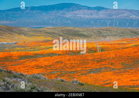 Dans les régions chaudes de l'été, les coquelicots fleurissent au printemps et au début de l'été. Les coquelicots de Californie fleurissent dans Antelope Valley California Poppy Reserve SNR. Banque D'Images