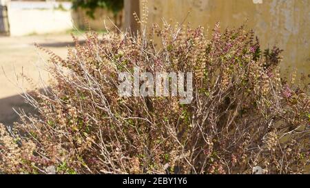 Sainte plante de Basil ou Tulsi sur bas ange. Nom scientifique Ocimum tenuiflorum. Communément appelé basilic Saint ou tulsi. Il est natif du sous-conti indien Banque D'Images