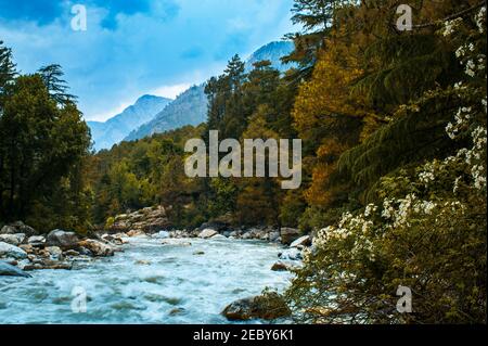 Rivière dans la forêt. La belle rivière s'écoulant entre les prairies alpines dans le tour de l'Himalaya, vallée de Parvati sur un trek au col de Hamta, 4270 m sur le Banque D'Images