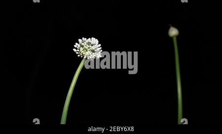 Fleur en forme de boule d'oignon ou d'Allium cesp avec fond noir. Parapluie floral oignon décoratif allium nutans. Macro Banque D'Images