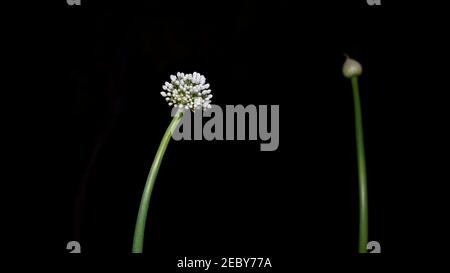 Belles fleurs d'oignon sauvage et d'Allium CESP avec un arrière-plan noir élégant. Parapluie blanc fleur gros plan. Banque D'Images