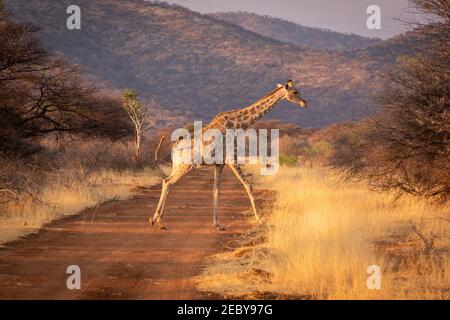 La girafe méridionale traverse une piste de terre près d'impala Banque D'Images