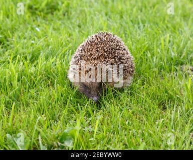 Hérisson européen, erinaceus europaeus, dans le comté de Durham, en Angleterre Banque D'Images