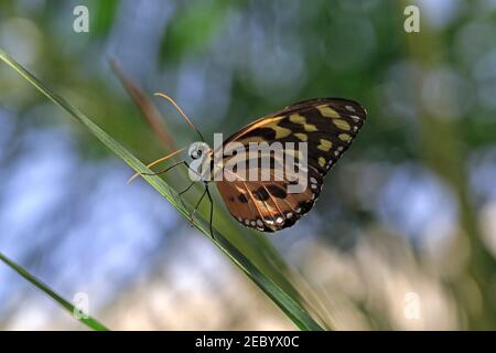 Heliconius ismenius, Tigre Heliconian Butterfly Banque D'Images